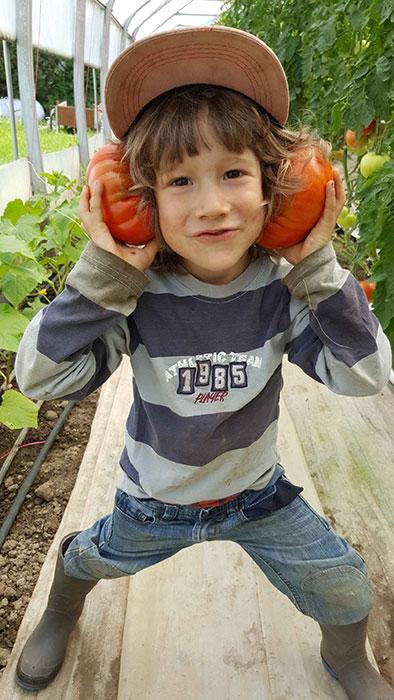 auguste-tomate