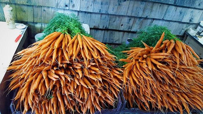 carottes